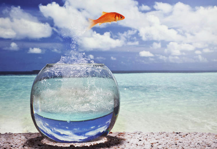 - Fish-Jump.jpg